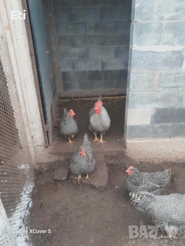 Билефелдер, Амрок и Виендот , снимка 3 - други­ - 53892091