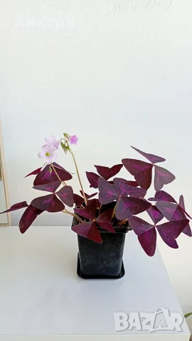 Оксалис/ Oxalis Triangularis /, снимка 4 - Стайни растения - 55329443