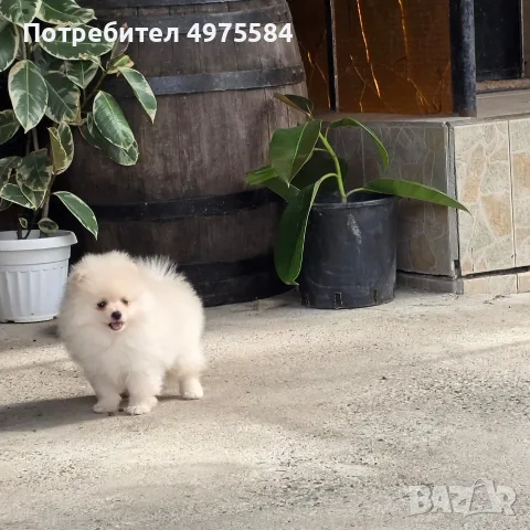 Померани - момиче и момчета, снимка 11 - Померан - 56449619