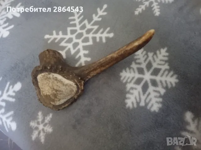 Еленски рог , снимка 3 - Декорация за дома - 50097949