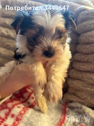 Мъжко йорки, снимка 17 - Йоркширски териер - 52553604