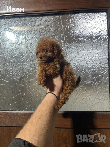 Тийкъп/teacup пудел, снимка 2 - Пудели - 53091171