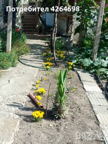 Луковици есенен минзухар - жълт , снимка 3 - Градински цветя и растения - 52308538