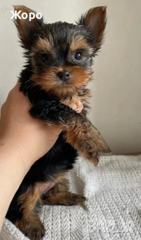 йоркширски териер мини , снимка 4 - Йоркширски териер - 51037088