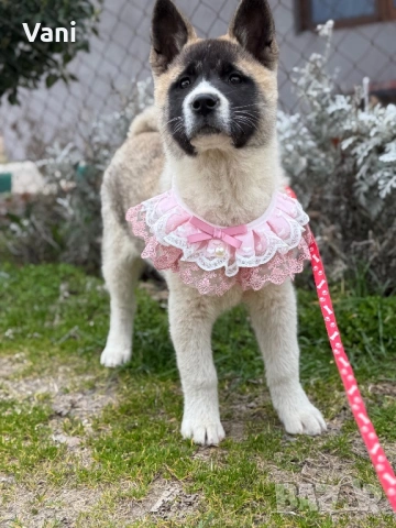 Америкаска акита женски на 3месеца, снимка 7 - Акита - 53165395