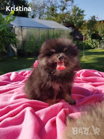 Померан померанчета свободни!, снимка 6 - Померан - 51318835