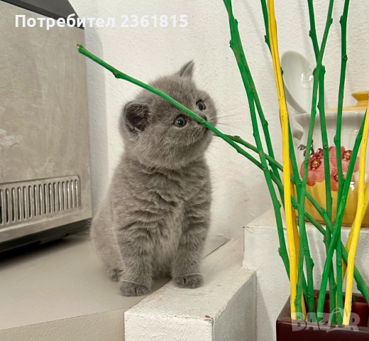 Чистокръвни сини британчета, снимка 11 - Британска късокосместа - 52651148