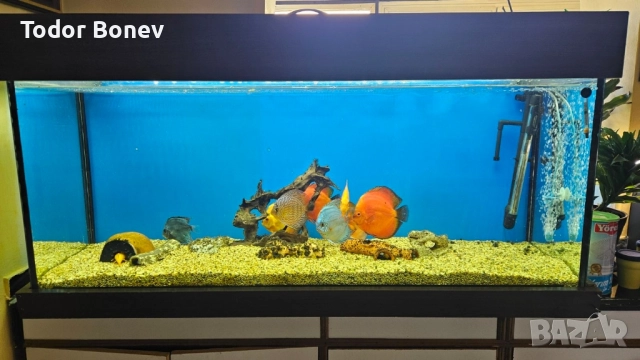 продавам аквариум 300литра, снимка 4 - Аквариуми - 51858737