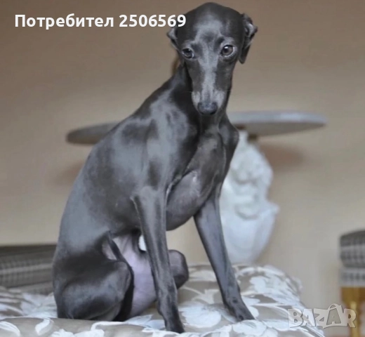 Продавам кученца италианска хрътка