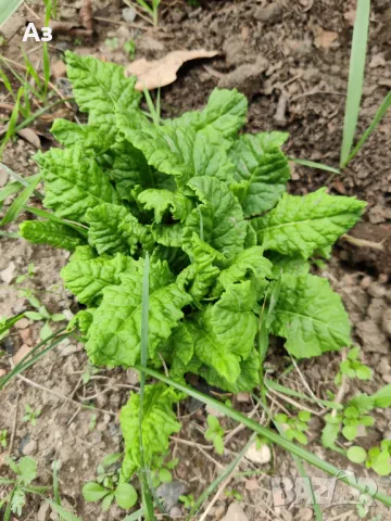 Продавам цветя Иглика (полска)