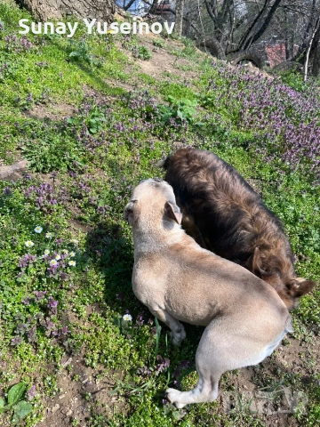 Френски булдочета (флъфи ген), снимка 11 - Френски булдог - 54108361