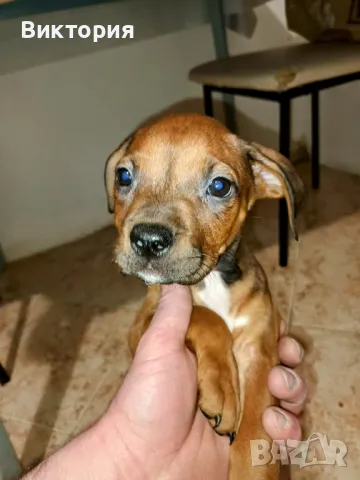 питбули, снимка 1