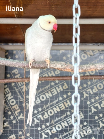продавам различни видове папагали, снимка 9 - Папагали - 52450832