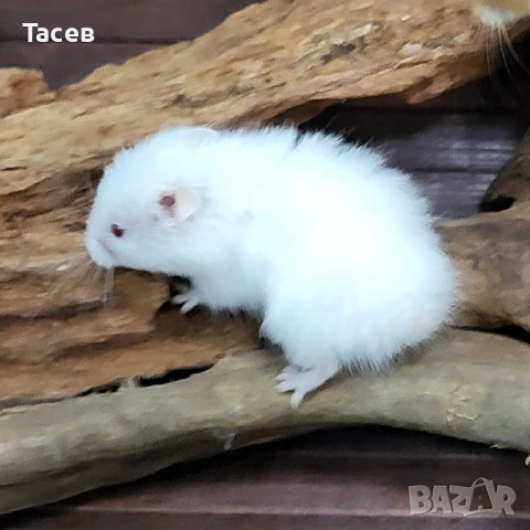 Хамстерчета, снимка 1