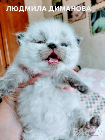 Хималайско момиче със сини очи. , снимка 3 - Персийска - 54181520