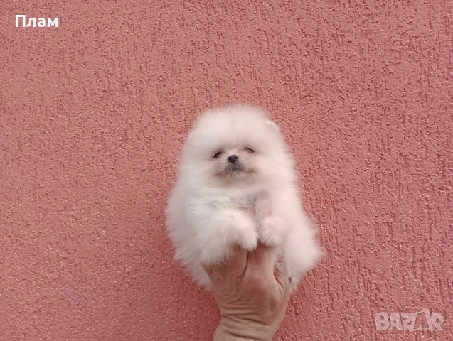 Бели и кремави Померани., снимка 10 - Померан - 54058735