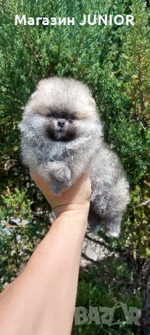 мини момче, снимка 2 - Померан - 50012844