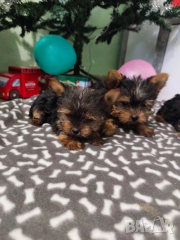 Мини йоркширски териер, снимка 4 - Йоркширски териер - 52674756