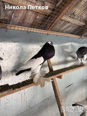 Седлати болани , снимка 9 - Гълъби - 52777307