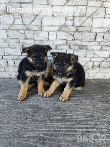 Немски овчарки , снимка 2 - Немска овчарка - 54320500
