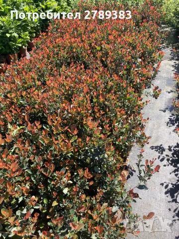 Фотиния 3 вида, снимка 5 - Градински цветя и растения - 40766433