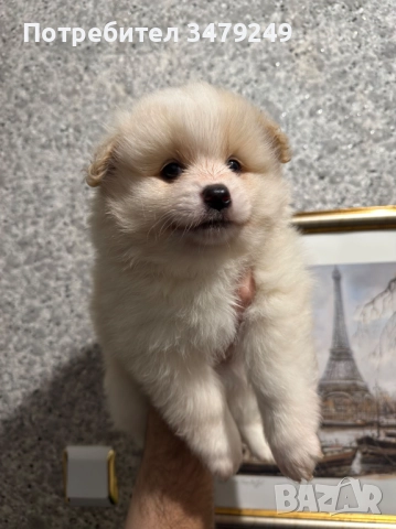 мъжко кученце померан