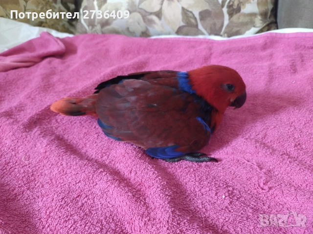 Папагал еклектус , снимка 14 - Папагали - 52723213