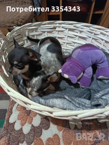 Чихо пинчери родени са 23.11.25, снимка 6 - Чихуахуа - 52791732