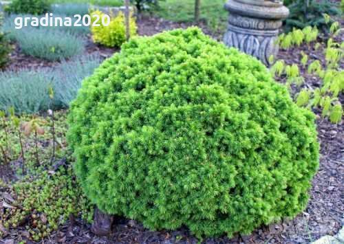 Смърч Алберта Глобе/ Picea glauca var. albertiana 'Alberta Globe', снимка 4 - Разсади - 40645718