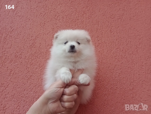 Бял мъжки Померан.