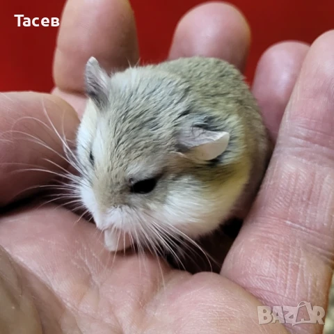 Хамстери роборовски, снимка 1