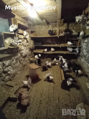 ПРОДАВАМ ФЕНЕРЛИИ , снимка 7 - Гълъби - 52806875