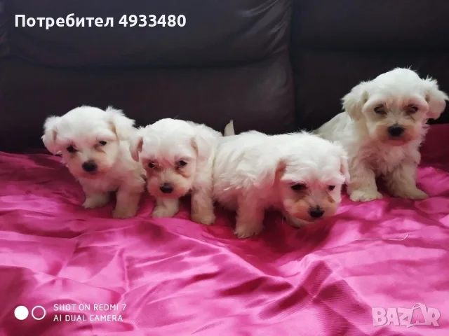  МАЛТИЙСКА БОЛОНКА момченце и момиченце 