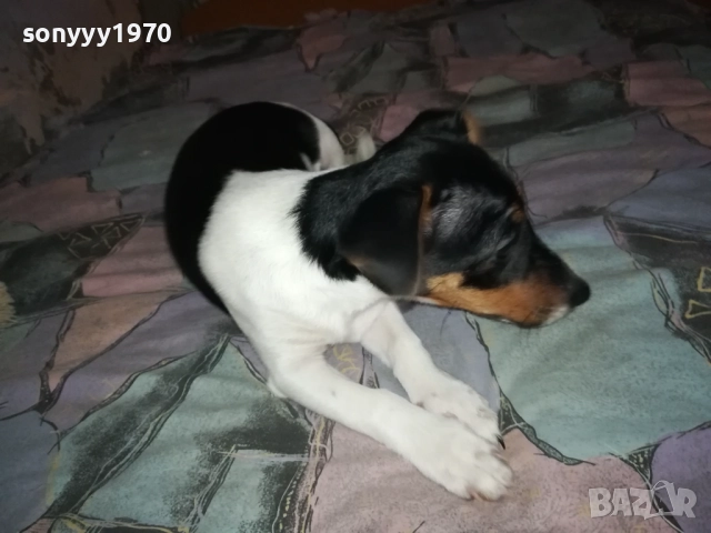 бебе джак ръсел 0112251754