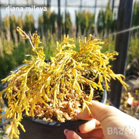 Лъжекипарис жълто джудже, Chamaecyparis pisifera 'Filifera Aurea Nana', снимка 7 - Градински цветя и растения - 44358566