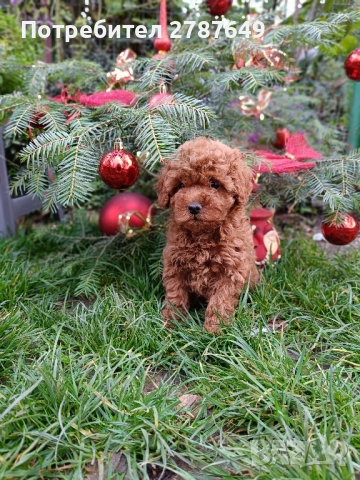 Той пудел момче, снимка 5 - Пудели - 52712284
