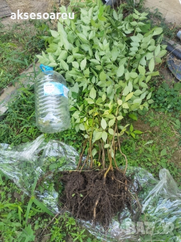 Нова здрава Еводия над метър Фиданки от медоносното дърво на пчеларя разсад високи дръвчета , снимка 7 - Разсади - 51647548