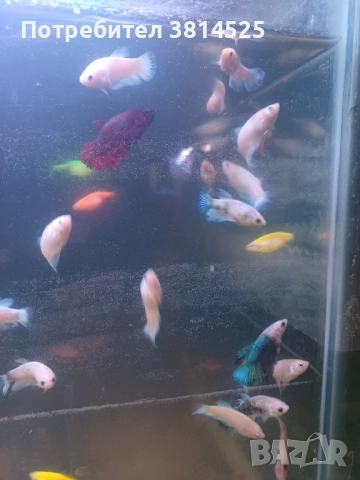 Бети, данио, гупи , снимка 3 - Рибки - 52091961