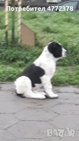 Кучета алабай, снимка 6 - Алабай - 53922033