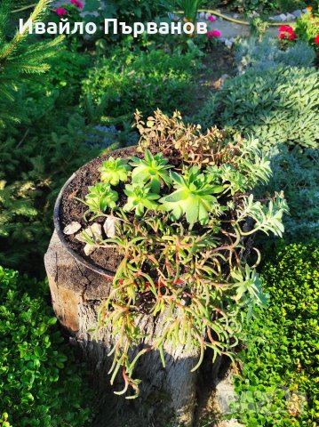 Сукуленти, снимка 4 - Градински цветя и растения - 33126146