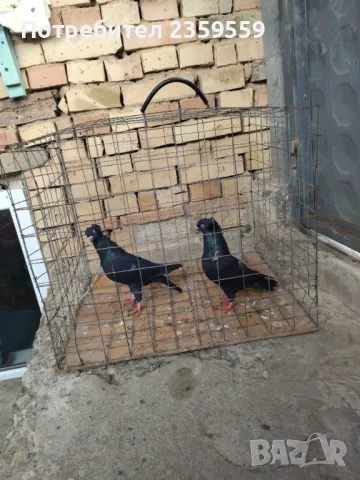 Американски високолетачи , снимка 2 - Гълъби - 48436973