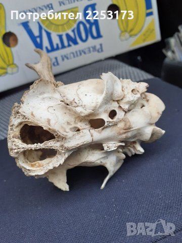 Малък череп сръндак, снимка 3 - Декорация за дома - 40661478