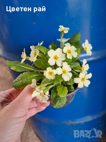 Домашна иглика в саксия , снимка 2 - Градински цветя и растения - 54010243