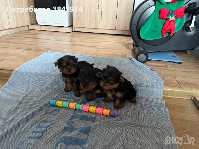 Йоркширски териер, снимка 5 - Йоркширски териер - 52511387