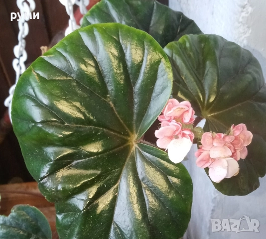 Бегония Трусарди