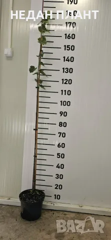 Сребролистна липа/Tilia tomentosa, снимка 2 - Градински цветя и растения - 56124218