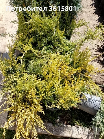 лавровишна , снимка 14 - Градински цветя и растения - 53971651