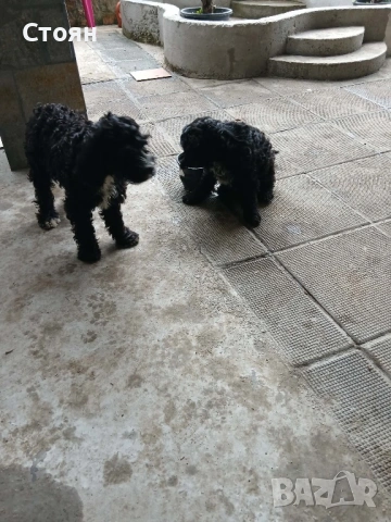 Кавапу, снимка 5 - Пудели - 52988583