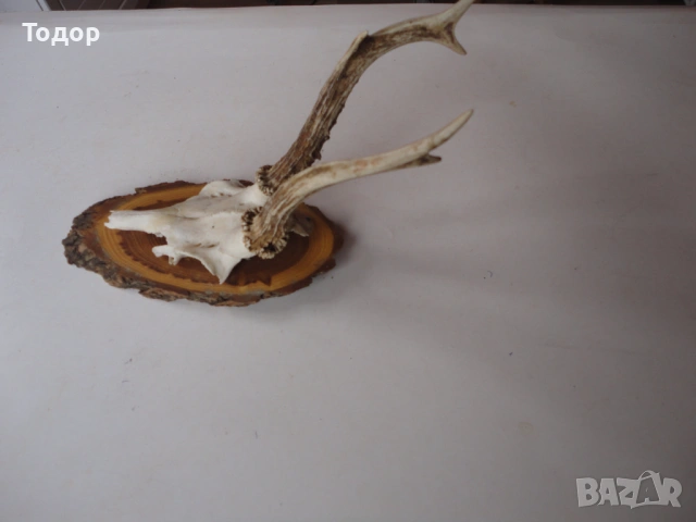 Ловен трофей рога 17, снимка 3 - Ножове - 54087414