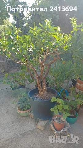 портокал "Валенсия", снимка 5 - Други стоки за дома - 51537842